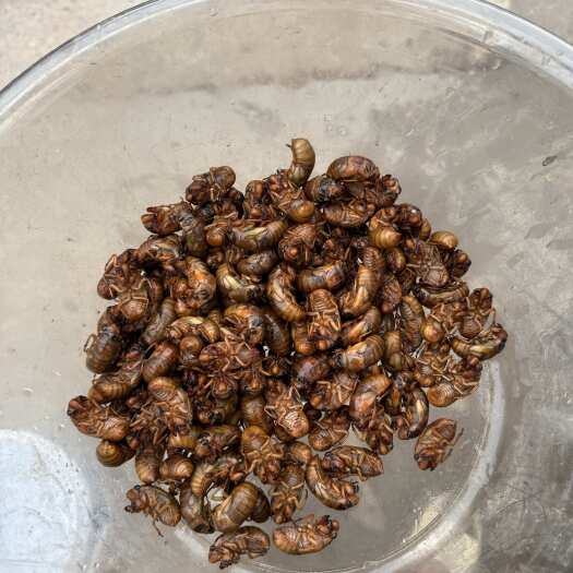 大量纯金蝉