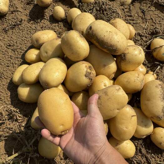 陕西沙漠土豆黄皮黄心实验一产地直供 3两以上 整车按需发货