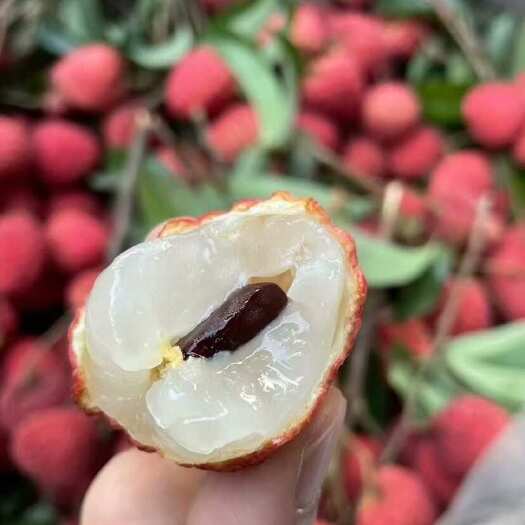 遂溪县仙进奉荔枝湛江地区