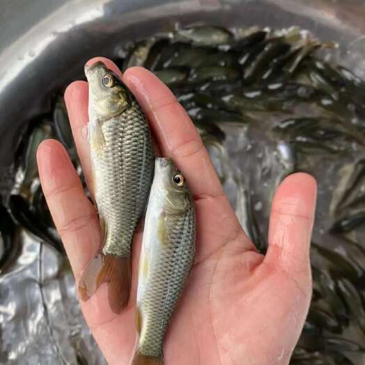 上林县各种规格，白鲤，建鲤