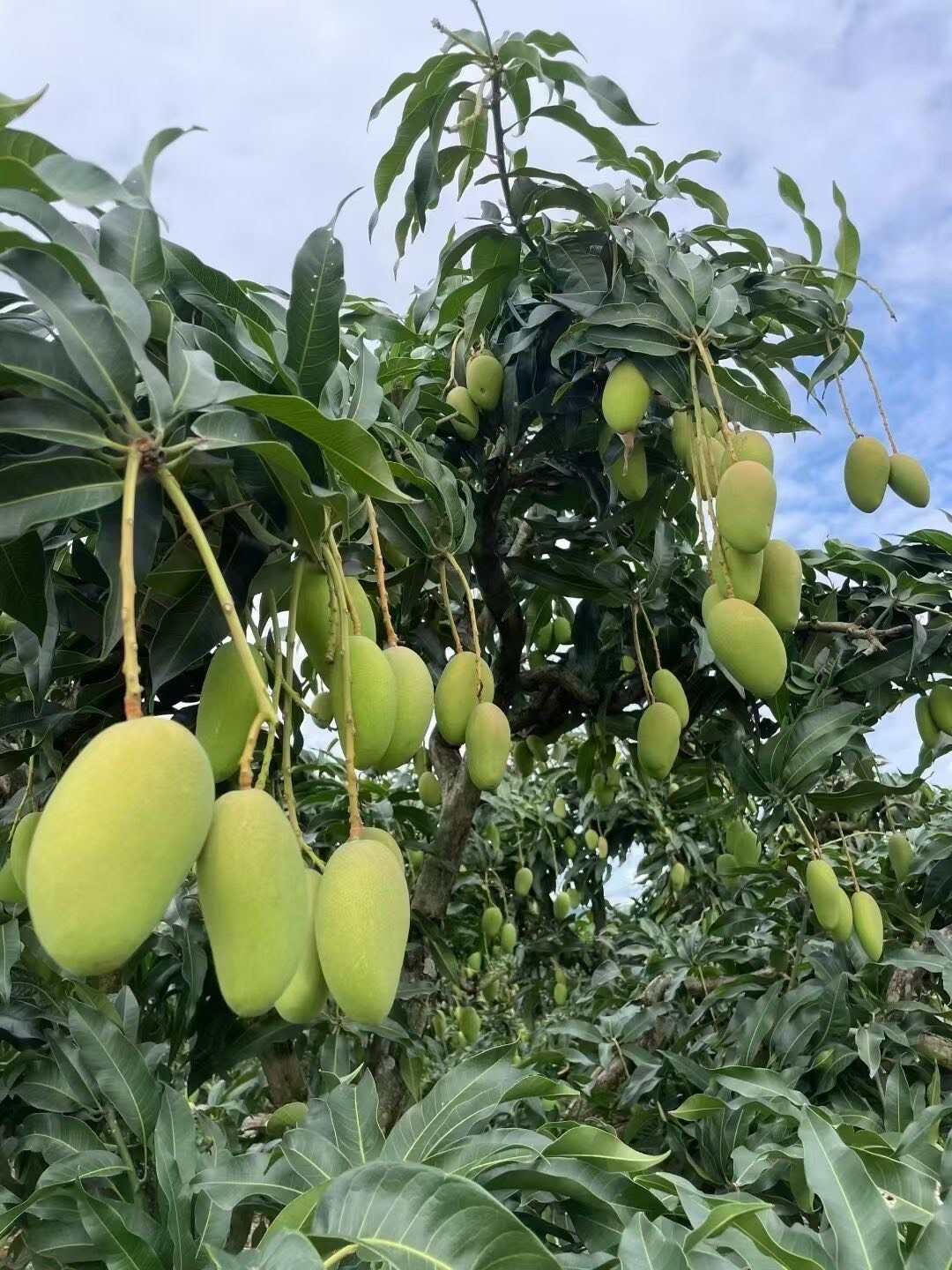 百色台芒大量供应大台小台芒 大量批发全国供应