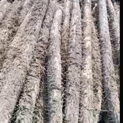大名县河北白玉山药
