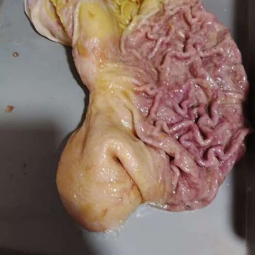商丘母猪大肚