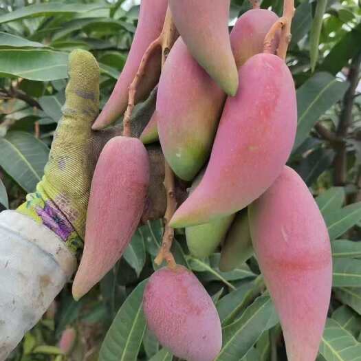 芒果大量供应辣椒芒批发