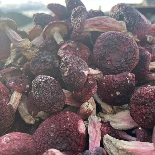 云南腾冲红菇干货食用菌优质蔬菜农产品