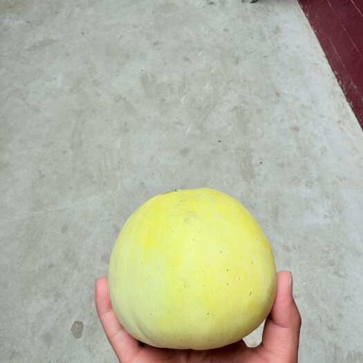 当季新鲜采摘青皮甜瓜