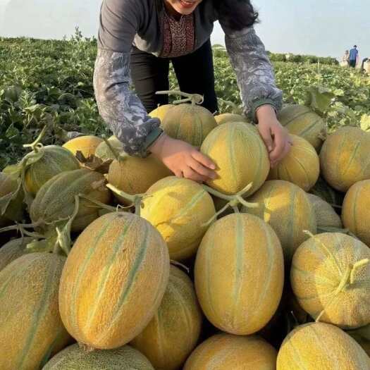 鄯善县新疆老汉瓜 哈密瓜 一件代发 电商合作 产地直发 新鲜水果