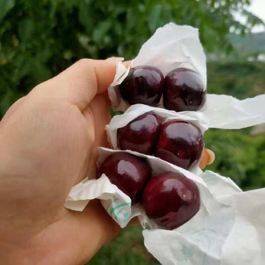 汉源县套袋黑珍珠