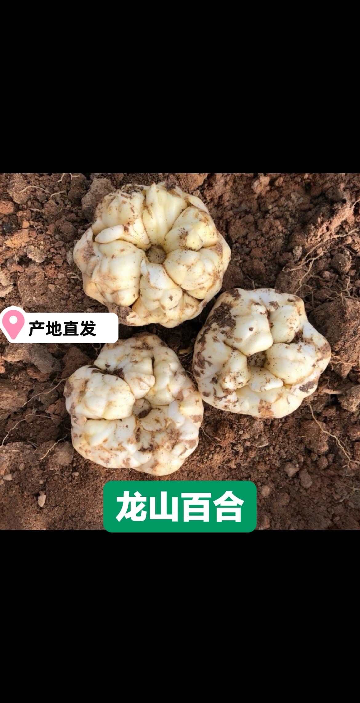 鮮百合湖南湘西龍山發(fā)貨 送貨上門 支持代發(fā)快遞物流