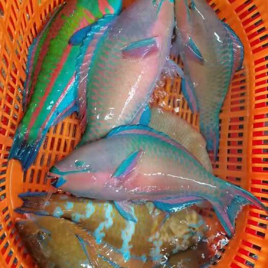 海口五彩青衣鱼海鲜礼包精选品种彩衣鱼