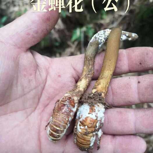 金蝉花虫草