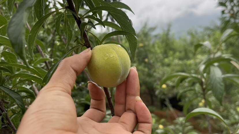 贵州正宗六马蜂糖李