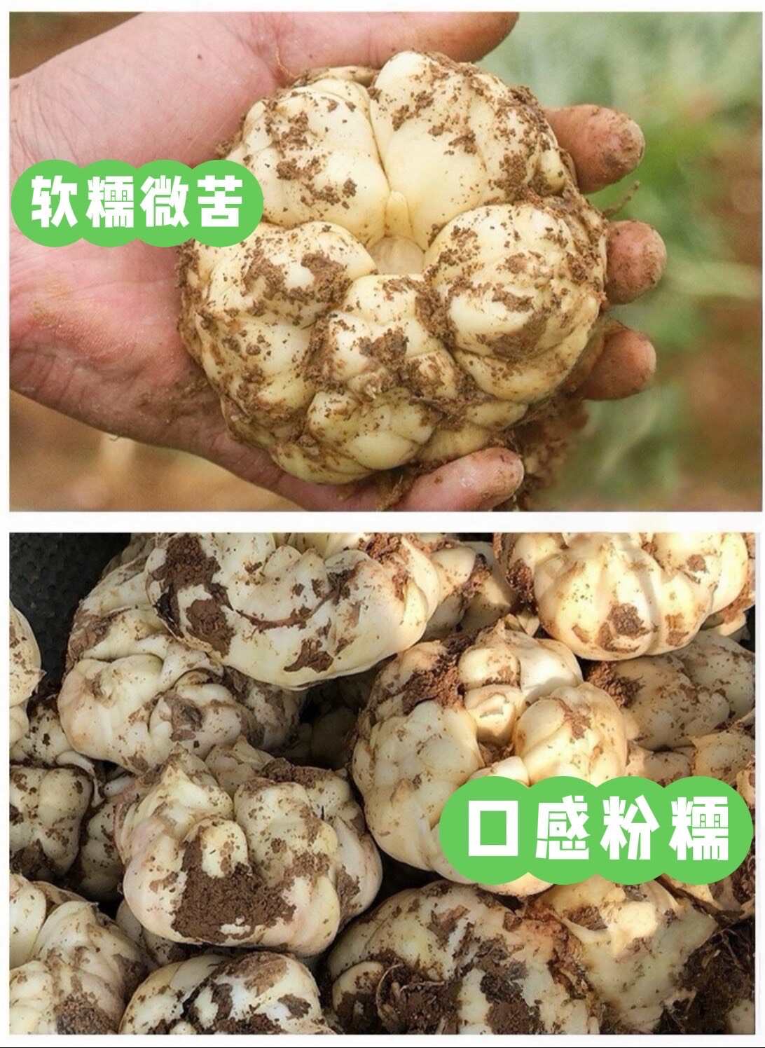 鮮百合湖南湘西龍山發(fā)貨 送貨上門 支持代發(fā)快遞物流