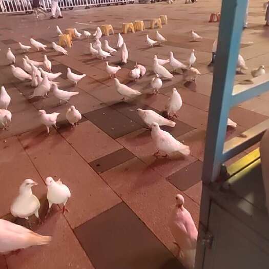 台州本人有鸽子出售