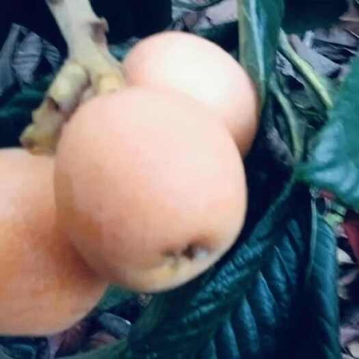 泸定县枇杷