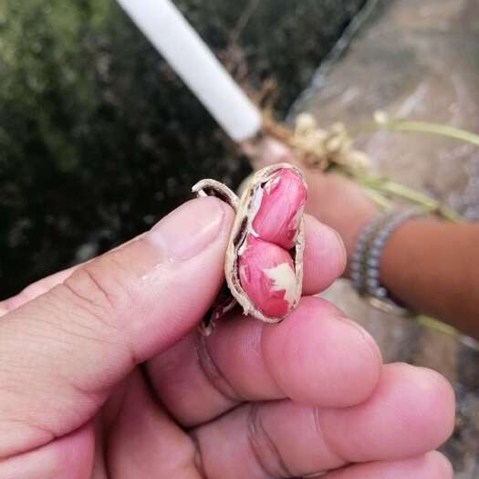 红衣花生