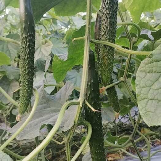 莘县山东绿肉黄瓜大量上市