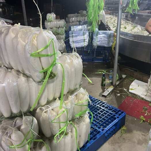 陕西靖边白萝卜 新鲜蔬菜 根茎类农产品 直供批发