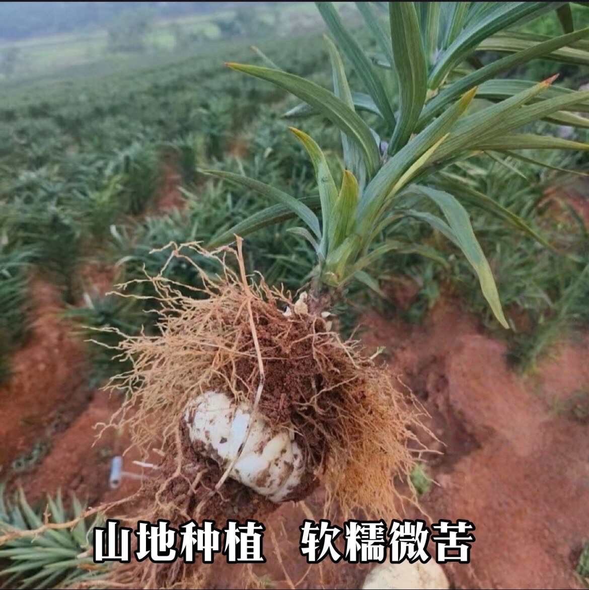 鮮百合湖南湘西龍山發(fā)貨 送貨上門 支持代發(fā)快遞物流