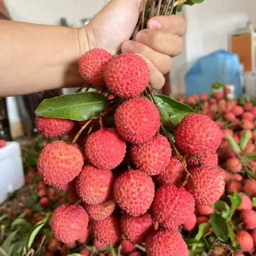 桂平市桂味荔枝
