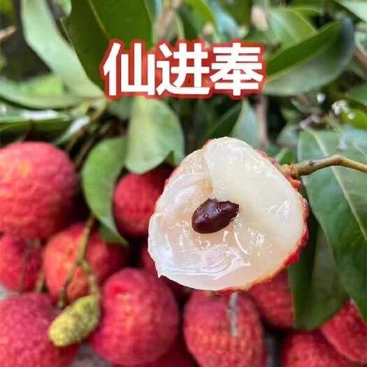 高州市仙进奉荔枝