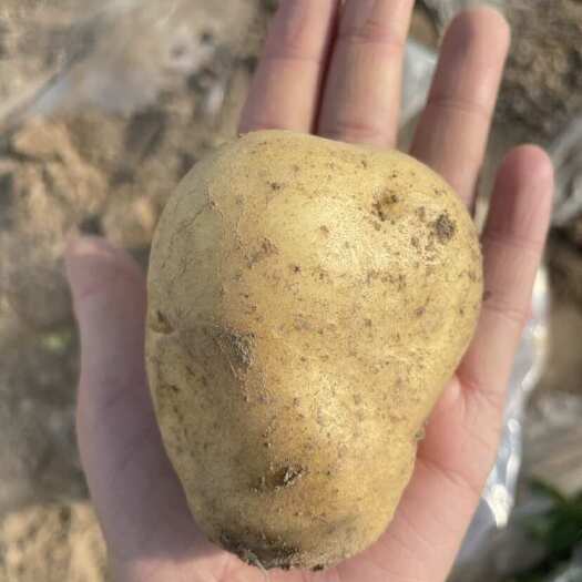 西吉县宁夏西吉早熟土豆