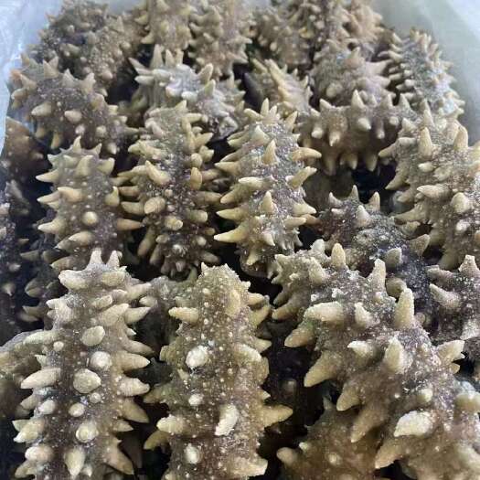 海刺参
