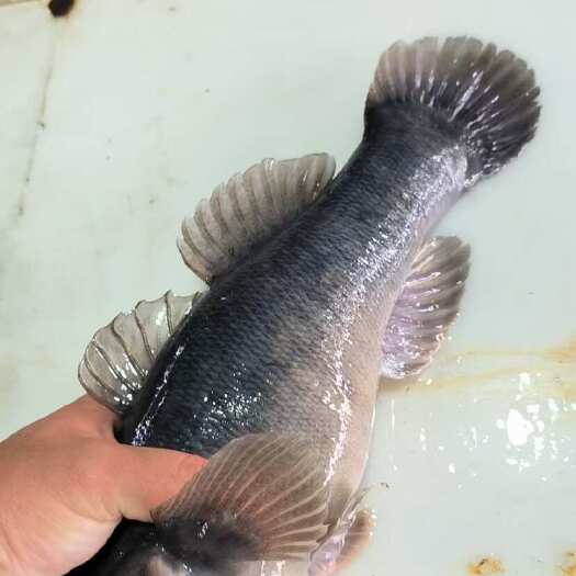 中山市笋壳鱼 富贵鱼 虾虎鱼 虎头鱼 土布鱼 懒鬼鱼（鲜活）