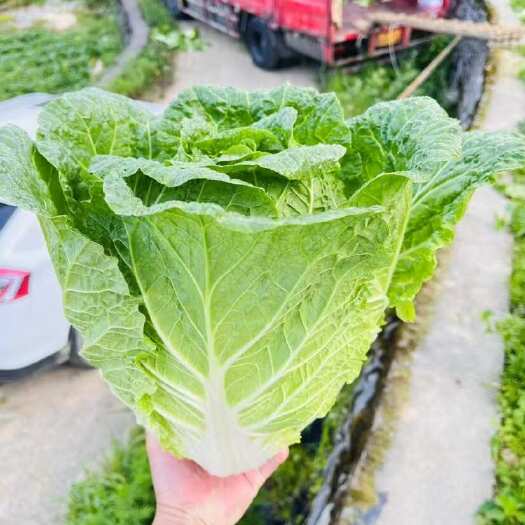 利川市恩施高山大白菜