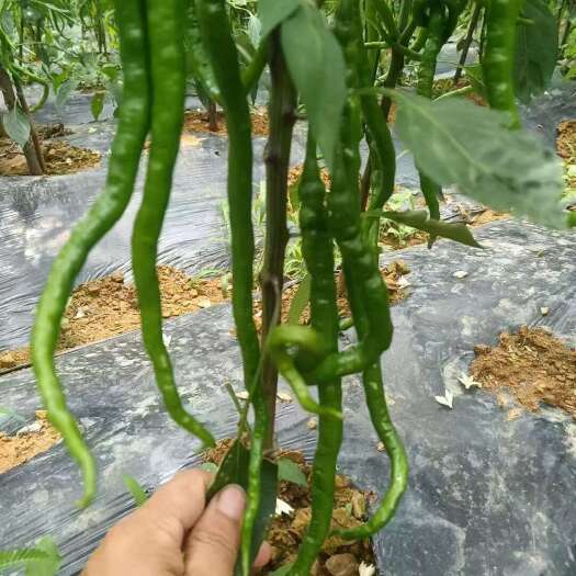 栾川县线椒已大量上市，有需要的老板联系