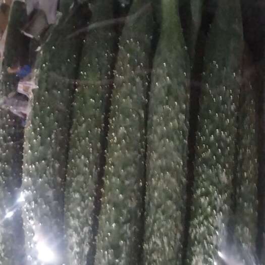 水黄瓜