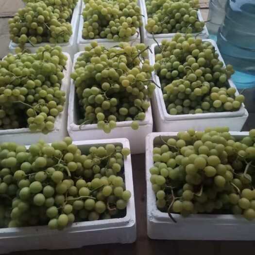 山东潍坊葡萄，巨峰，贵妃开园！颗粒大，品相饱满！齁甜齁甜！