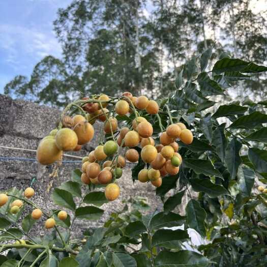 黑金刚黄皮果大量有货欢迎老板过来合作