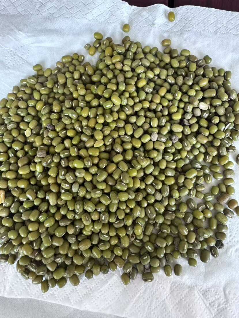 缅甸绿豆一级