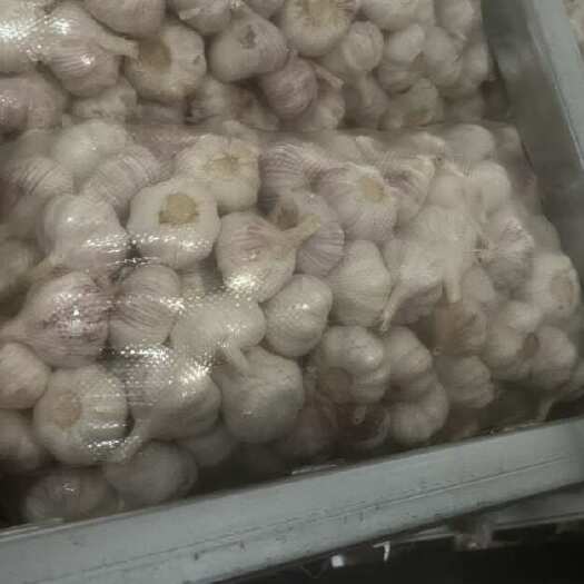 邳州市邳州精品净蒜，供应全国商超，一级，二级批发市场！高端产品，！