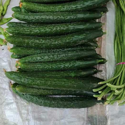黄瓜 新鲜现货