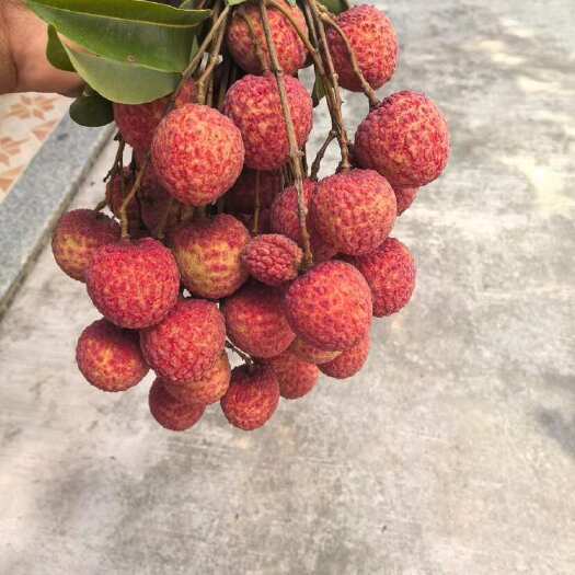 陆丰市广东汕尾陆丰凤花荔枝、最后一批成熟的品种，清甜花香味