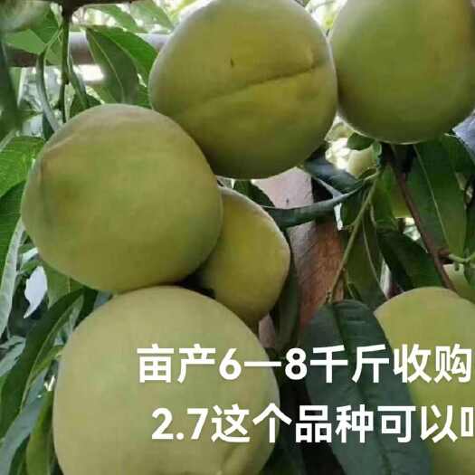 东海县青桃树苗两年挂果三年丰产亩产6—8千斤