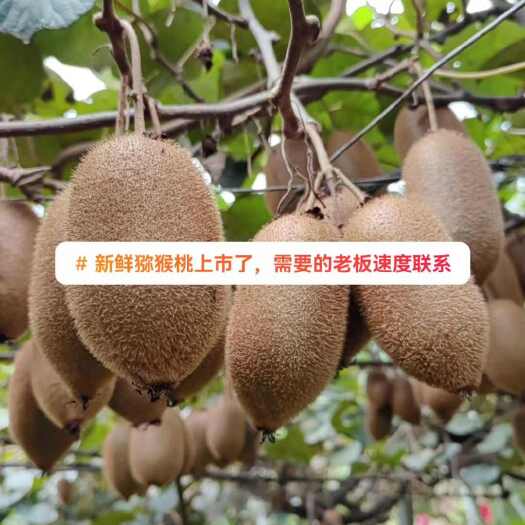 凤凰县湖南省凤凰县米粮一号猕猴桃