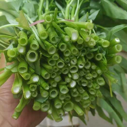 巨野县空心菜，药食同源类保健特菜