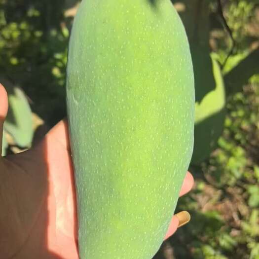 保山芒果