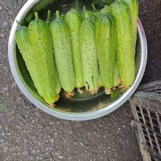 旱黄瓜 新鲜现货