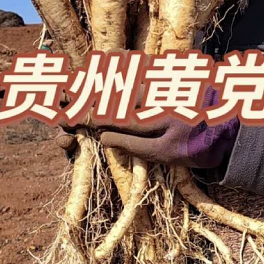 威宁县贵州威宁黄党参中药材源头产地直供滋补药材批发