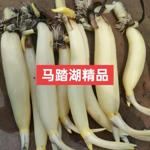 马踏湖精品白莲藕水果藕基地支持全国冷链发货
