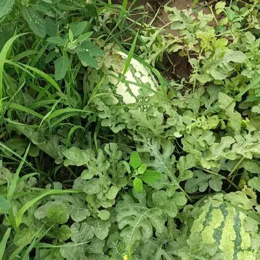 威县河北金花1号 大西瓜 个大口甜