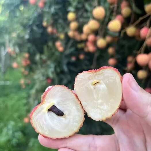 诏安县桂味，皮薄肉厚籽小