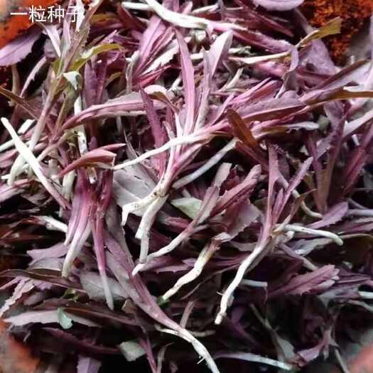 药食同源类保健特菜，曲曲菜