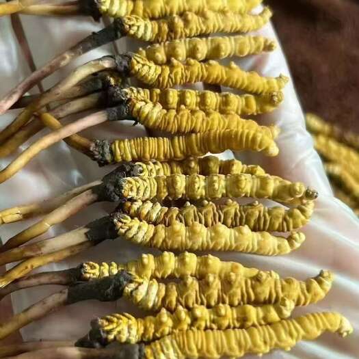 祁连县冬虫夏草 （鲜草）