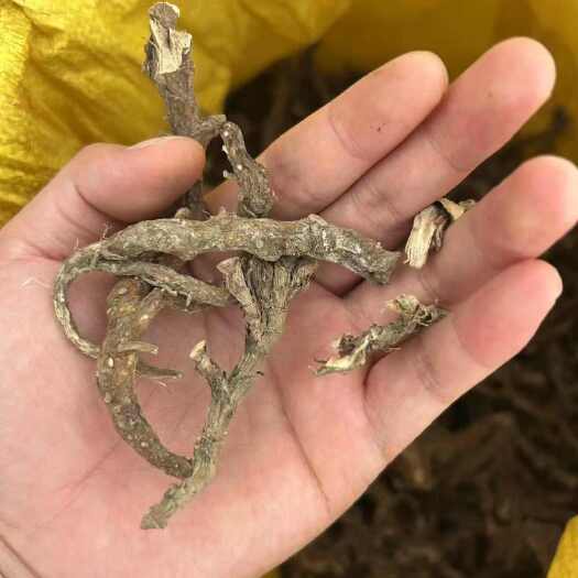 通道县石菖蒲出售有意者联系