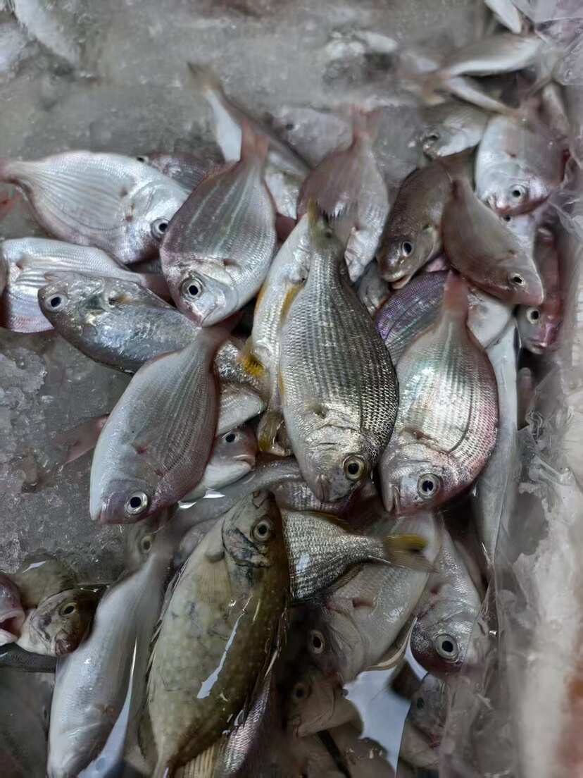 代杀好大杂鱼海钓小杂鱼煲自助餐厅酒店社区团购供应8两/盒